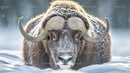 Musk Ox Facing Forward Amidst Snowy Backdrop