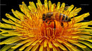 Honeybee Pollinating Bright Yellow Dandelion Flower