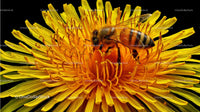 Honeybee Pollinating Bright Yellow Dandelion Flower