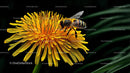 Honeybee Pollinating a Bright Yellow Dandelion