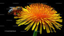 Honey Bee on Vibrant Dandelion Blossom in Macro
