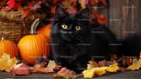 Black Cat and Pumpkins with Autumn Leaves