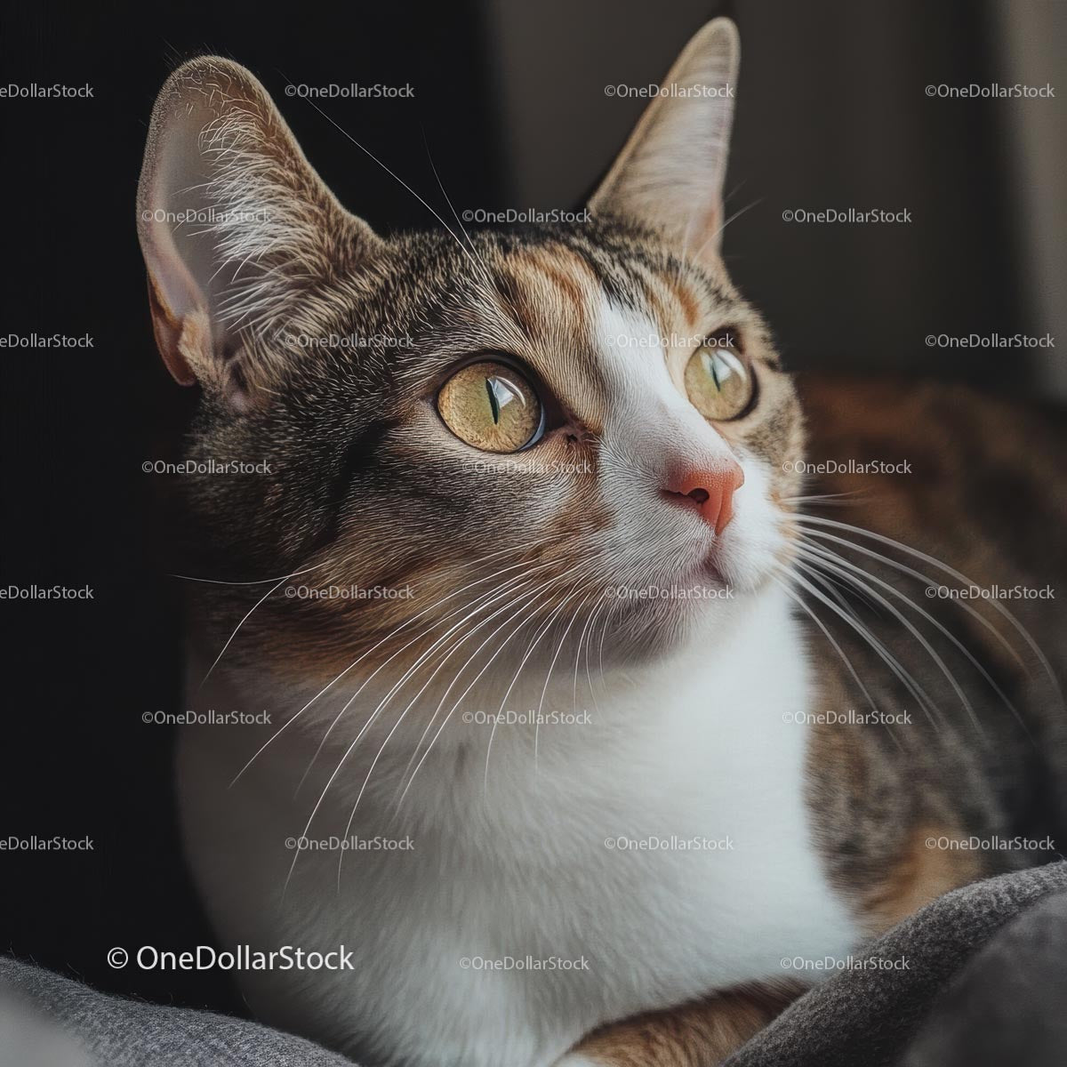 Curious Tabby Cat with Bright Green Eyes