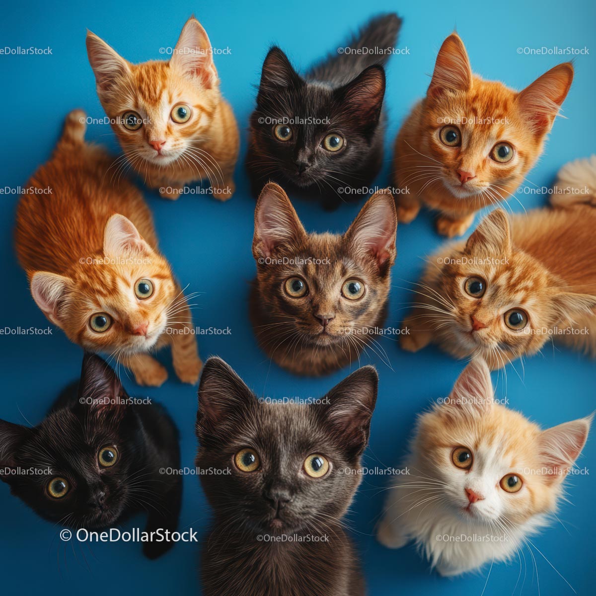 Adorable Playful Kittens on Blue Background