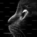 Close-Up of a Black Cat in Dramatic Lighting