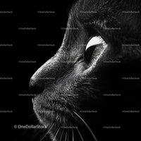Close-Up of a Black Cat in Dramatic Lighting