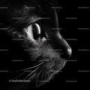 Close-Up of Black Cat's Face in High Contrast Lighting
