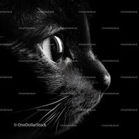 Close-Up of Black Cat's Face in High Contrast Lighting