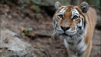 Close-Up of a Majestic Tiger in its Natural Habitat
