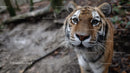 Close-Up of a Curious Tiger in the Forest