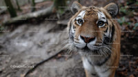 Close-Up of a Curious Tiger in the Forest