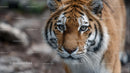 Close-Up of Majestic Bengal Tiger in Natural Habitat