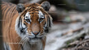 Majestic Tiger in Natural Habitat Close-Up