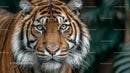 Majestic Tiger with Intense Gaze in Natural Habitat