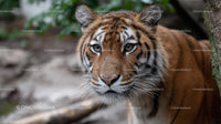 Majestic Tiger in Natural Habitat Close-Up