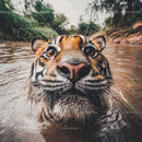 Close-Up of a Bengal Tiger in Water