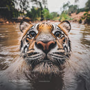 Close-Up of Curious Tiger Swimming in River