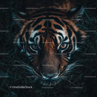 Close-Up Portrait of Majestic Tiger in Jungle