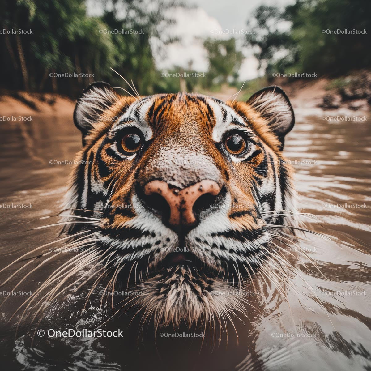 Bengal Tiger in Water Showing Intense Gaze