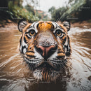 Close-Up of a Tiger Swimming in Natural Habitat