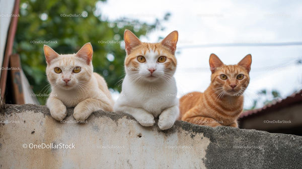 Three Playful Ginger Cats Relaxing on a Wall