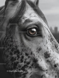 Close-Up of a Spotted Horse's Eye and Facial Detail