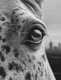 Close-Up of a Horse's Eye with Monochrome Detail