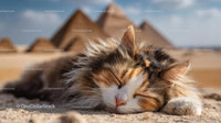 Calico Cat Resting Peacefully by Egyptian Pyramids