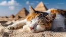 Peaceful Calico Cat Sleeping by Egyptian Pyramids