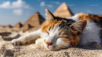 Peaceful Calico Cat Sleeping by Egyptian Pyramids