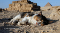 Calico Cat Sleeping Peacefully in Egyptian Desert