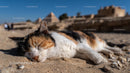 Calico Cat Sleeping Peacefully in Egyptian Desert