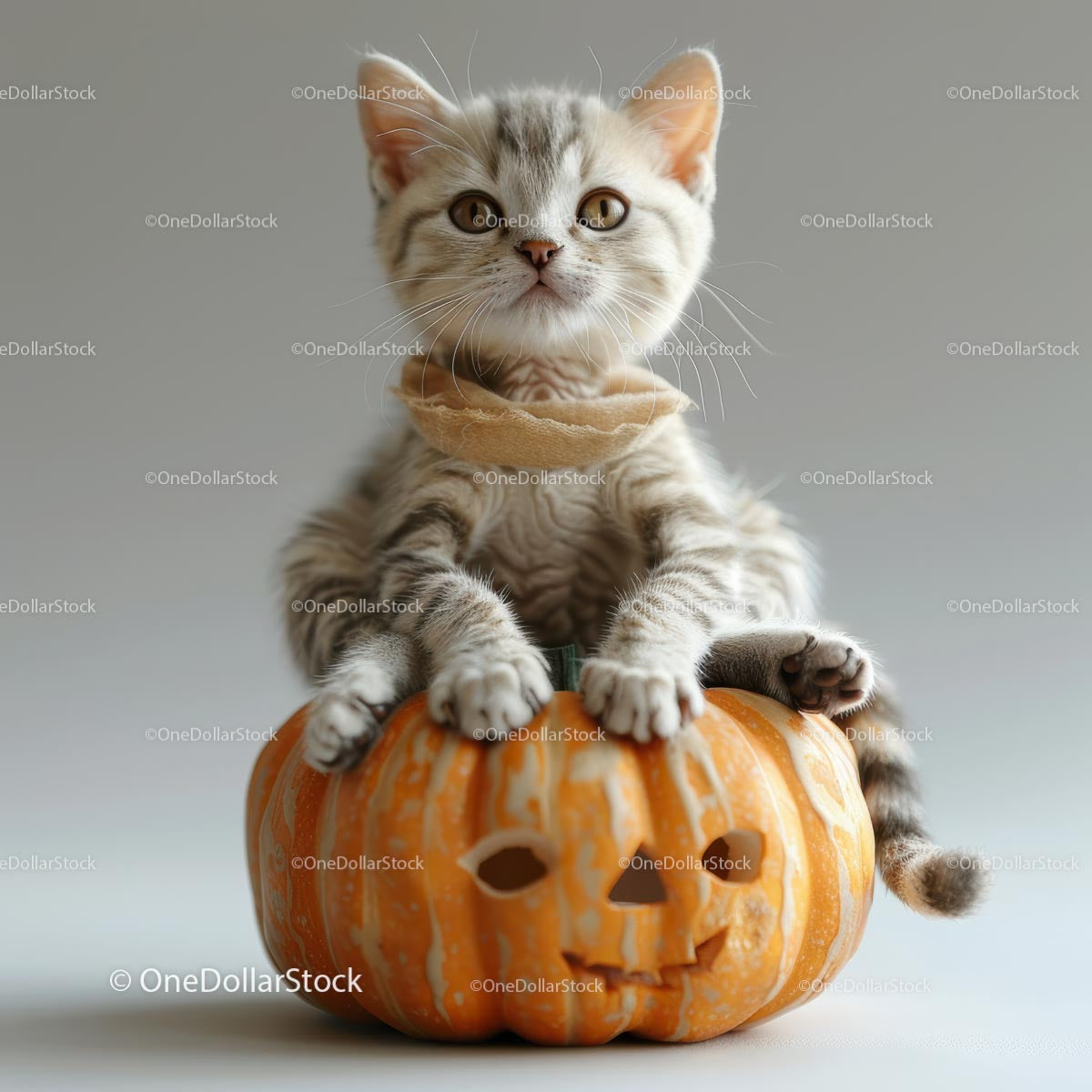 Adorable Striped Kitten Sitting on Halloween Pumpkin