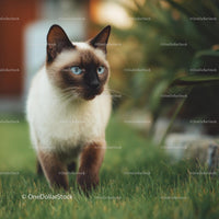 Siamese Cat with Blue Eyes Walking on Green Grass