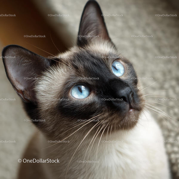 Close-up Portrait of a Siamese Cat with Striking Blue Eyes