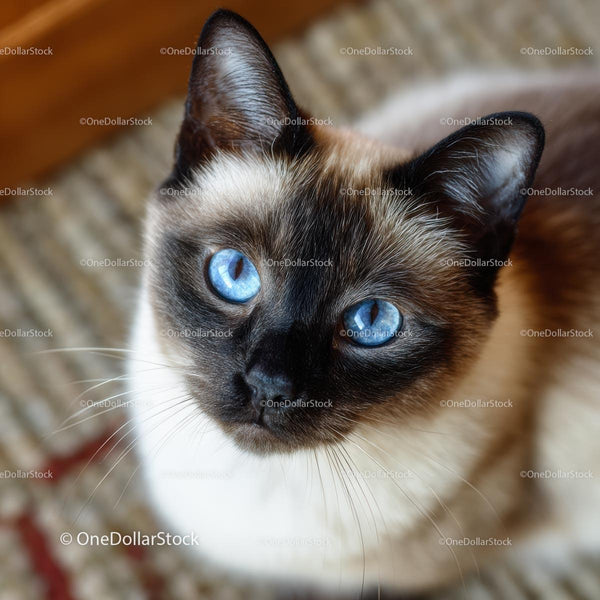 Close-Up of Siamese Cat with Striking Blue Eyes