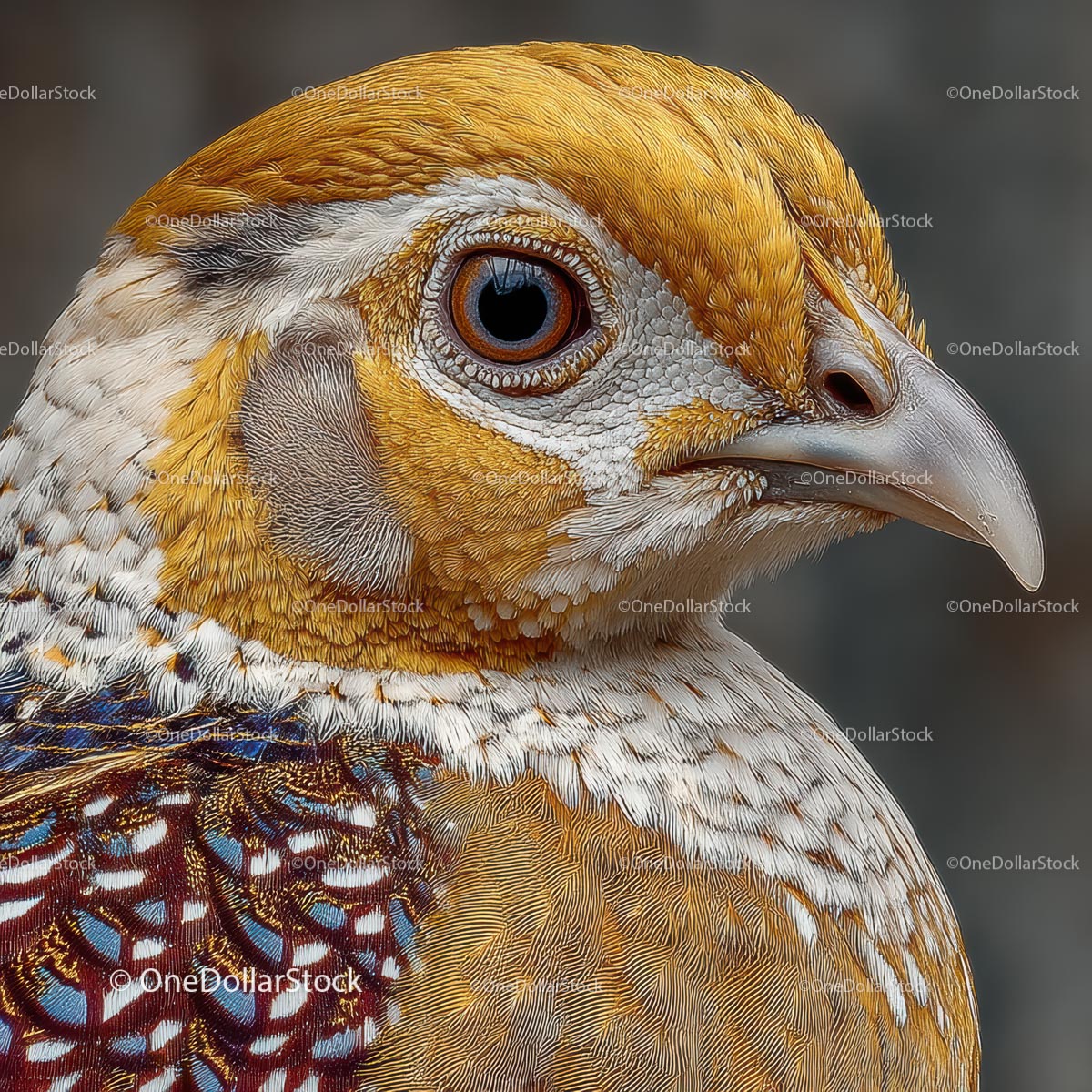 Golden Pheasant Closeup with Vibrant Plumage
