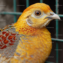 Close-Up of a Golden Pheasant with Vibrant Plumage