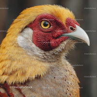 Close-Up of Vibrant Golden Pheasant Plumage