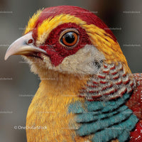 Close-up of a Colorful Golden Pheasant