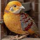Golden Pheasant with Vibrant Feathers in Close-Up