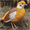Golden Pheasant Standing in Natural Habitat