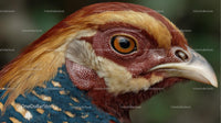 Close-Up of a Golden Pheasant with Vibrant Plumage