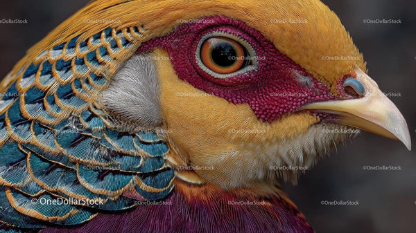 Close-Up of a Golden Pheasant with Vibrant Plumage