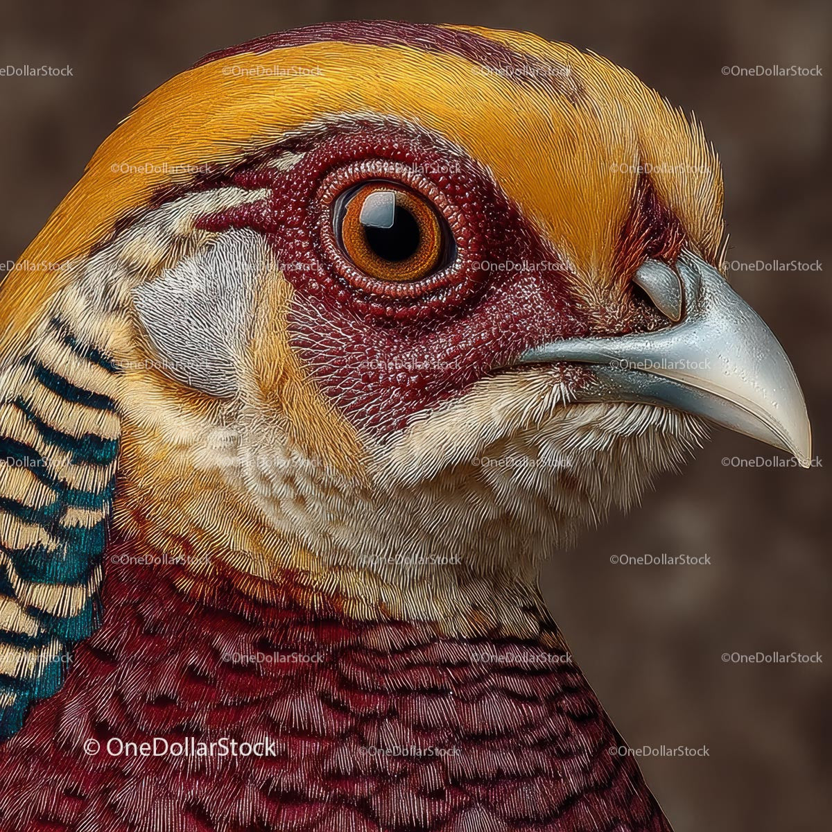 Golden Pheasant Close-Up with Vibrant Plumage