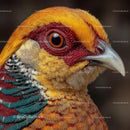 Close-up of a Colorful Pheasant with Vibrant Plumage