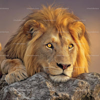 Majestic Lion Resting on Rocky Terrain at Sunset