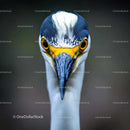 Close-Up Portrait of a Heron with Striking Blue and White Plumage