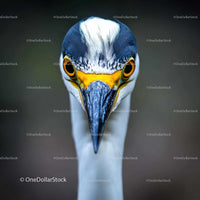 Close-Up Portrait of a Heron with Striking Blue and White Plumage