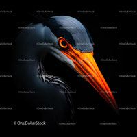 Great Blue Heron with Striking Orange Beak Against Black Background